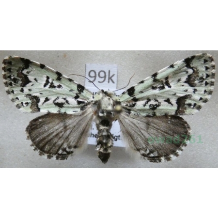 Moma alpium (Osbeck, 1778) Pyszałek orion Czech99k